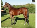 Ventes Arqana Deauville octobre 2016. Ventes Arqana Deauville octobre 2016.