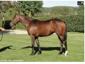 Ventes Arqana Deauville octobre 2016. Ventes Arqana Deauville octobre 2016.