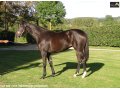 Ventes Arqana Deauville octobre 2016. Ventes Arqana Deauville octobre 2016.