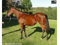 Ventes Arqana Deauville octobre 2016. Ventes Arqana Deauville octobre 2016.