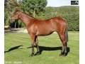 Ventes Arqana Deauville octobre 2016. Ventes Arqana Deauville octobre 2016.