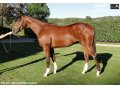 Ventes Arqana Deauville octobre 2016. Ventes Arqana Deauville octobre 2016.