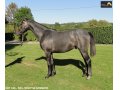 Ventes Arqana Deauville octobre 2016. Ventes Arqana Deauville octobre 2016.