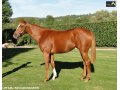 Ventes Arqana Deauville octobre 2016. Ventes Arqana Deauville octobre 2016.