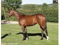 Ventes Arqana Deauville octobre 2016. Ventes Arqana Deauville octobre 2016.