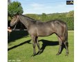 Ventes Arqana Deauville octobre 2016. Ventes Arqana Deauville octobre 2016.