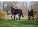 10 Haras de la Tuilerie - Camille Sarda - Jument suitee