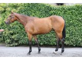 Fantasio d'Alène vendu 165.000 € Derby sale FAIRYHOUSE le 27.06.18