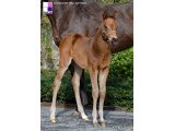 Joy des Villerets (Kap Rock x Qui l'Eut Cru)