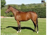 Ventes Arqana Deauville octobre 2016.