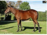 Ventes Arqana Deauville octobre 2016.
