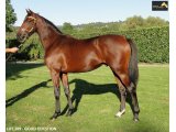 Ventes Arqana Deauville octobre 2016.