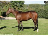 Ventes Arqana Deauville octobre 2016.