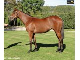 Ventes Arqana Deauville octobre 2016.