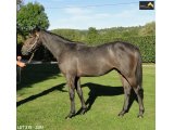 Ventes Arqana Deauville octobre 2016.