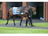 Epatante à Cheltenham