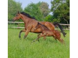 Colt 2018 Great Pretender