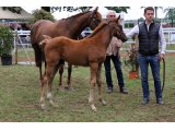 Justatan au Chaser Day 2014