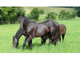 Yearlings Mâles
