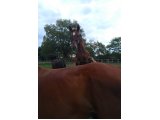 Freya Colombe (Dream Well X Krysaore Colombe) démontrant une qualité précoce pour l'obstacle