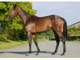 Miraval de Grugy, préparée et présentée par l'Elevage de la Grugerie pour les ventes d'Eté Arqana