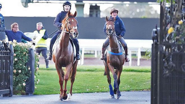 A Quelques Jours De La Melbourne Cup, Vauban Et Absurde Sont Prêts à ...