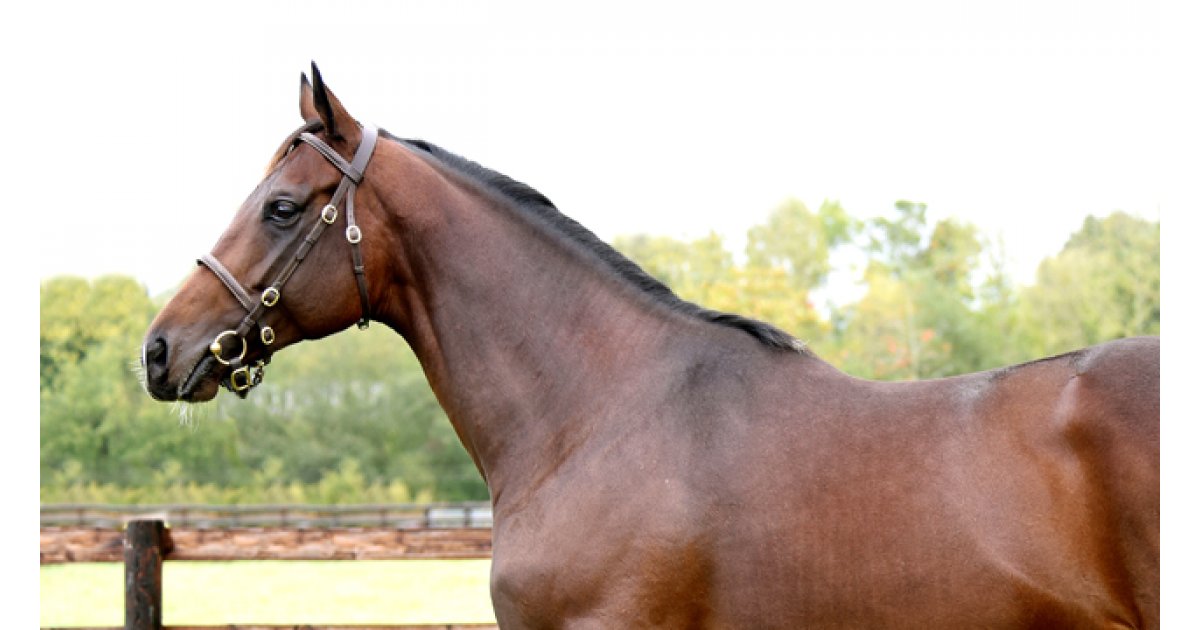 Conillon de retour au Haras de Vains - France sire