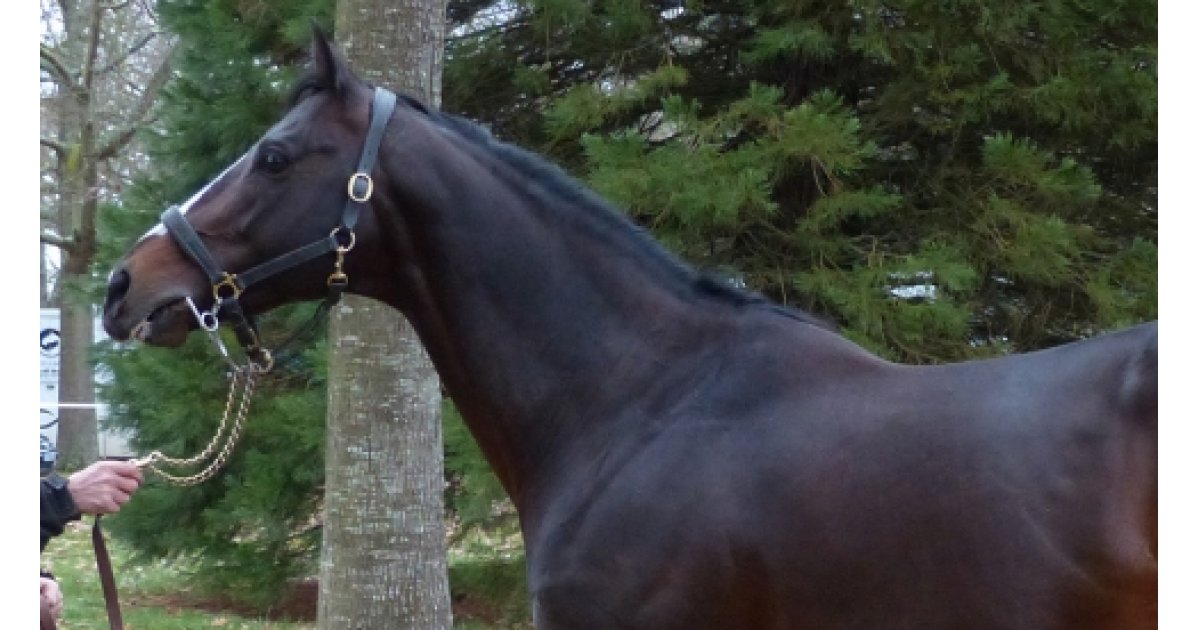 Conillon de retour au Haras de Vains - France sire