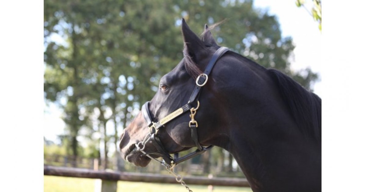 Conillon revient au Haras du Chêne Vert en 2020 - Anglocourse