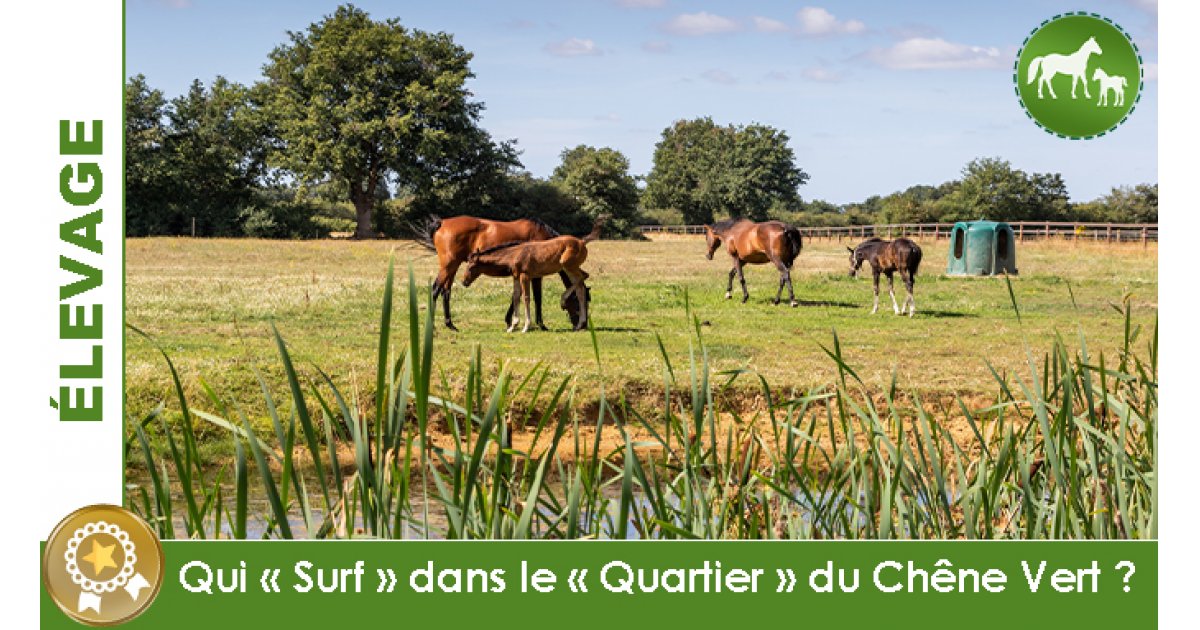 Conillon revient au Haras du Chêne Vert en 2020 - Anglocourse