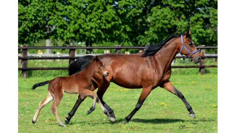 Conillon de retour au Haras de Vains - France sire