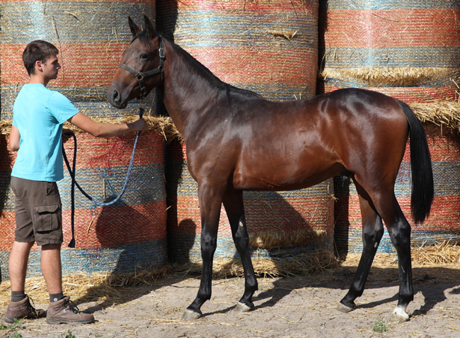 vente magny cours trotteur