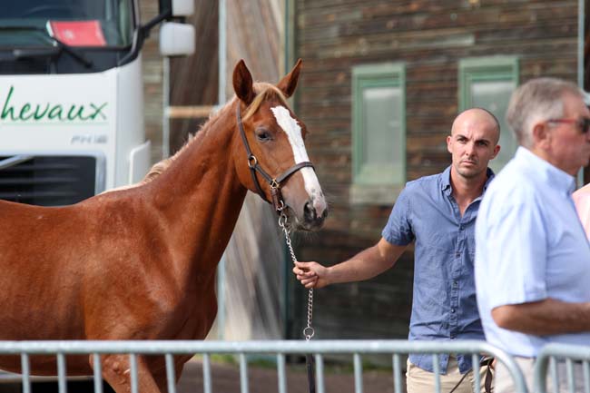 vente trotteur course france