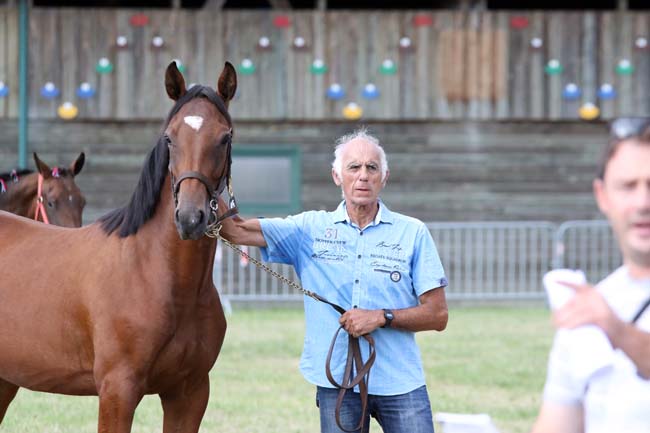 vente magny cours trotteur