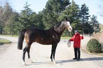 Roman Saddle démarre une 2e carrière dans la Haute Marne ...