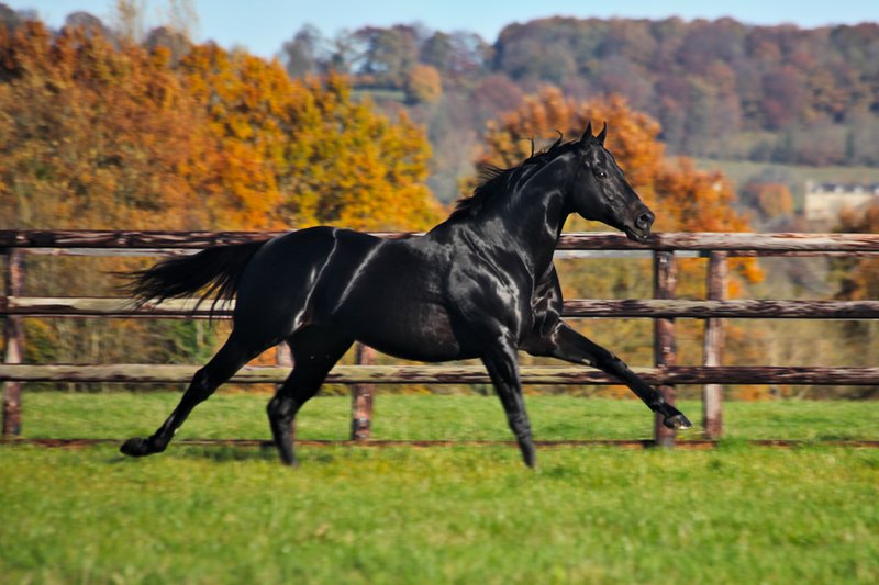 Fiche talon DABIRSIM France sire