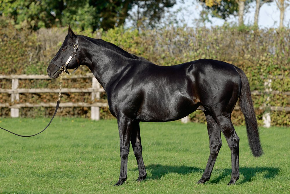 Fiche talon DABIRSIM France sire