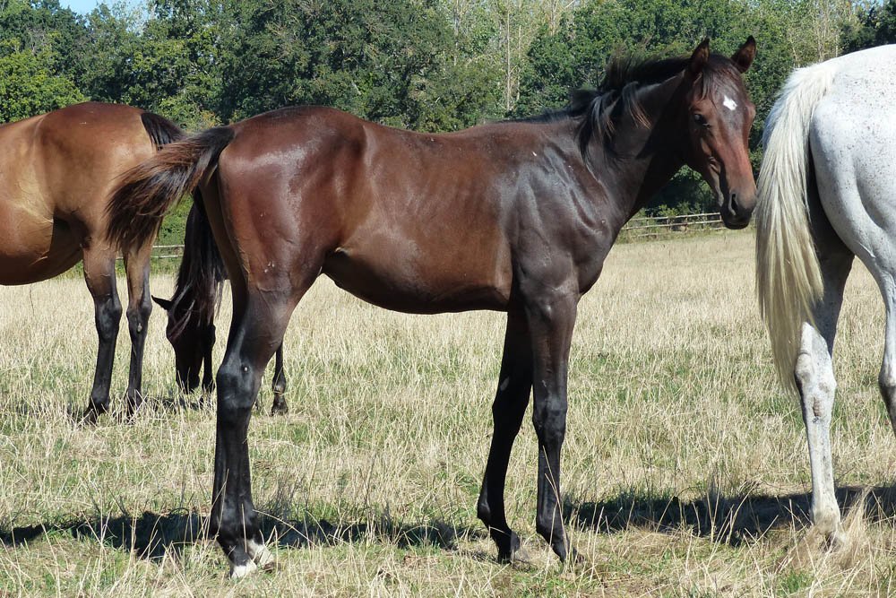 Fiche cheval - KORUS - France sire