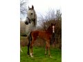 Foal Mâle par Saddler Maker X Valse de Touzaine ( Dom Alco ) à 10 jours