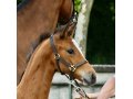 Kocochanel de Coudrée, championne suprême foals SF Auvergne-Rhône-Alpes, au concours de Bourg en Bresse