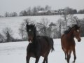 Elevage Lescribaa sous la neige