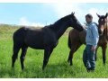 Yearlings Mâles