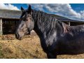 Etalon Percheron