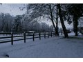 HARAS NEIGE